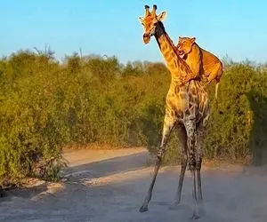 بدایع حیات وحش؛ شیر سفاااک برای شکار زرافه سوارش شد از کمر شروع کرد شرحه کردن