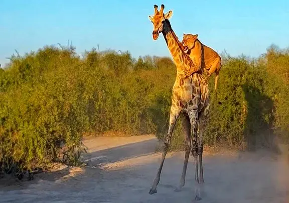 بدایع حیات وحش؛ شیر سفاااک برای شکار زرافه سوارش شد از کمر شروع کرد شرحه کردن