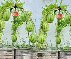 مستند کشاورزی؛ کاشت هندوانه خانگی شیرین و قرمز به روش مدرن در خانه