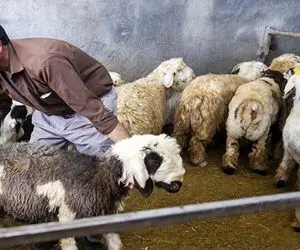 (جدول) قیمت دام زنده امروز ۲۲ آبان ۱۴۰۳/ نرخ گوسفند زنده در پایتخت چند؟