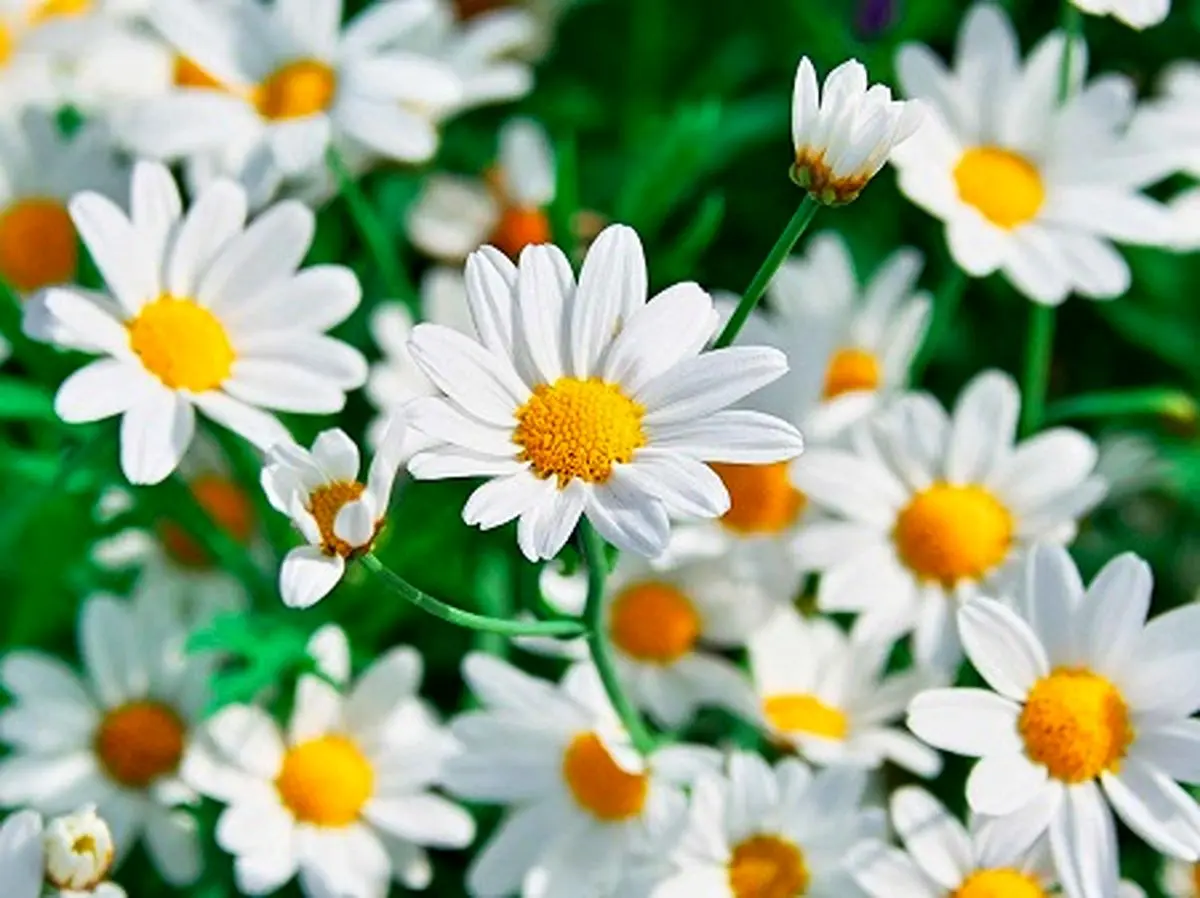 بی خوابی3