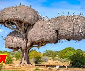 معماری خلاقانه؛ وسط جنگل با خلال دندون پنبه و بُراده چوب خونه چند طبقه ساختن اعیونی