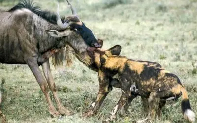 حیات وحش بی رحم؛ سلاخی کل یالدار توسط سگ های وحشی حالی که جان دارد