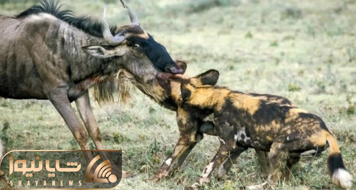 حیات وحش بی رحم؛ سلاخی کل یالدار توسط سگ های وحشی حالی که جان دارد