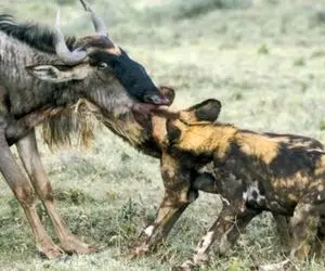 حیات وحش بی رحم؛ سلاخی کل یالدار توسط سگ های وحشی حالی که جان دارد