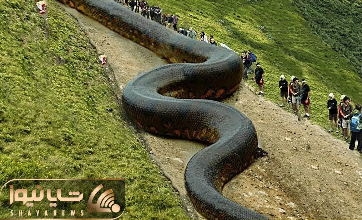 حیوانات غول جثه؛ مارهایی که دیوار وار بزرگ و قطور هستند و پهن می شن اندازه اتوبان