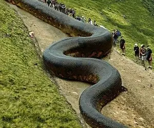 حیوانات غول جثه؛ مارهایی که دیوار وار بزرگ و قطور هستند و پهن می شن اندازه اتوبان