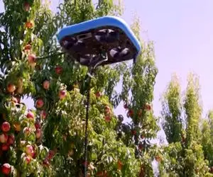 کشاورزی نوین؛ تو مزرعه ای بیش از 1000000 درخت کاشتن واسه چیدن میوش ماشین پرنده اومده