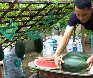 کشاورزی نوین؛ تو گونی هندوانه کاشته هندوانه ها بزرگ شدن عین لامپ از داربست آویزونن