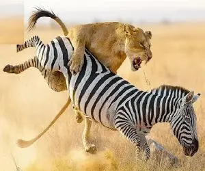 مستند حیات وحش؛ شیر که یک گورخر ، پلنگ و حتی فیل را منفجر می کند!