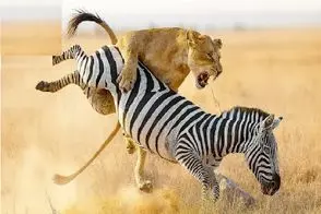 مستند حیات وحش؛ شیر که یک گورخر ، پلنگ و حتی فیل را منفجر می کند!