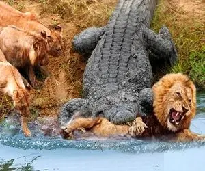 صحنه دهشتناک؛ شیر موقع آب خوردن از برکه توسط تمساح های سفاک شرحه شرحه شد