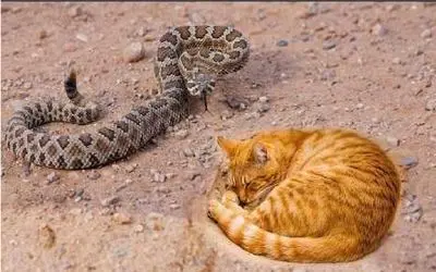 جذابیت حیات وحش؛ گربه نارنجی قدرت پنجولاشو به رخ پیتون غول میکشه