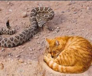 جذابیت حیات وحش؛ گربه نارنجی قدرت پنجولاشو به رخ پیتون غول میکشه