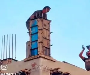 آواز محلی؛ تو مدرسه جشن دانش آموز گرفتن بزن بکوب ساختمون بغل کارگرا میرقصن معلما هنگن