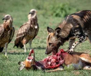 جذابیت حیات وحش؛  سگ وحشی آهوی پسماند شیر ددمنش بلعید لاشخور منتظر استخوناشه