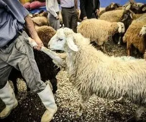 (جدول) قیمت دام زنده امروز ۲۶ مهر ۱۴۰۳/  ترافیک قیمتی در تهران!
