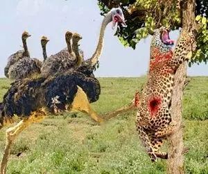 شاهکار حیات وحش؛ شترمرغ ددمنش پلنگ بدسگالی که نوزادشو بلعید سوراخ کرد خون جهید