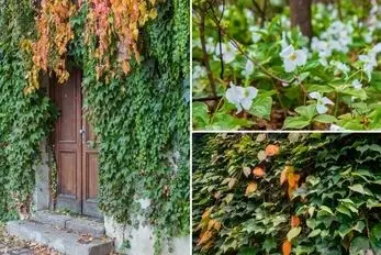 گیاهان رونده و چسبنده به دیوار برای ساخت دیوار سبز؛ رویایی و فوق جذاب مختص هوای ایران