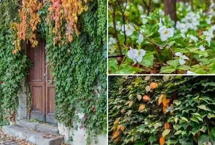 گیاهان رونده و چسبنده به دیوار برای ساخت دیوار سبز؛ رویایی و فوق جذاب مختص هوای ایران