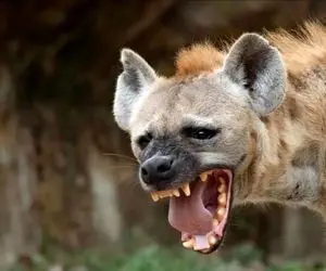 مستند حیات وحش؛ پایان تاسف بار کفتار کریه با انتخاب حریف اشتباه