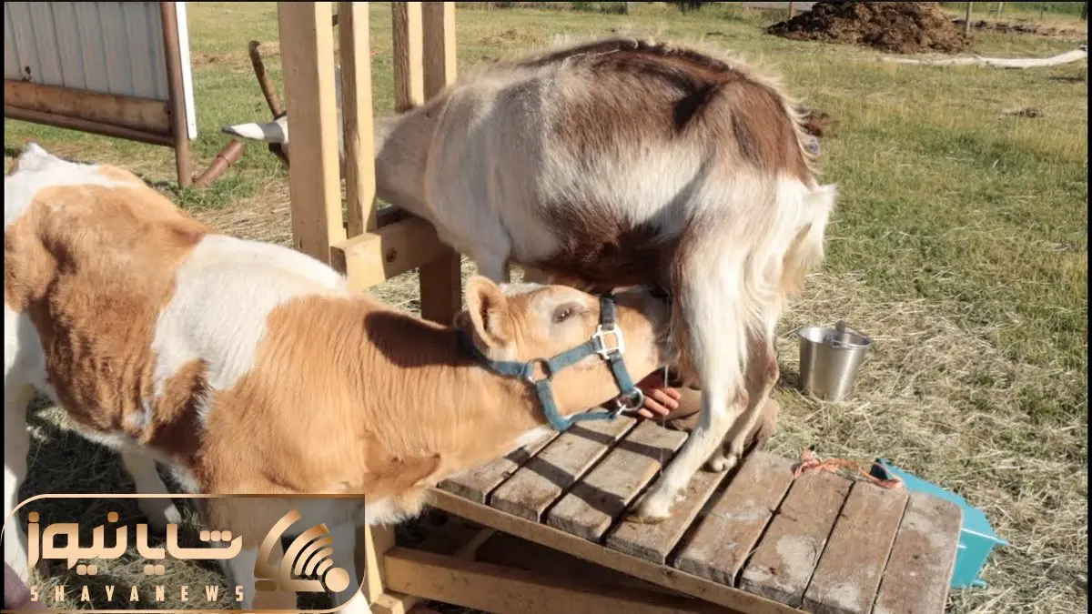 فرآوری بز؛ بز گشاده دست یه پوست استخونه اما به گوساله هیکلی داره شیر میده