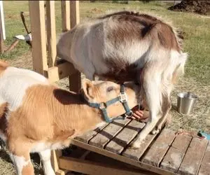 فرآوری بز؛ بز گشاده دست یه پوست استخونه اما به گوساله هیکلی داره شیر میده