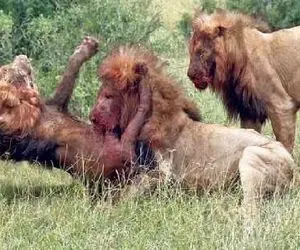 شاهکار حیات وحش؛ تقابل خونین شیرهای نر برای سلطه و پادشاهی