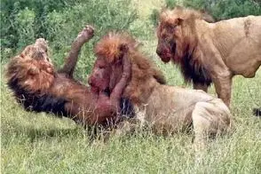 شاهکار حیات وحش؛ تقابل خونین شیرهای نر برای سلطه و پادشاهی