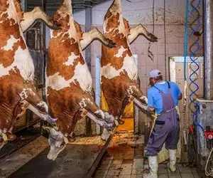 فرآوری گاو؛ شیر گاو 350 کیلویی رو اول دوشیدن بعد گردنشو زدن بیف شده بسته بندی کرد