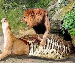 شاهکار حیات وحش؛ پیتون غول بعد خوردن شیر ماده توان حرکت نداشت شیر نر دو شقه اش کرد