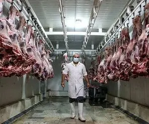 (جدول) قیمت دام زنده امروز ۸ مهر ۱۴۰۳/ تهران و مرکزی رکورد دار هستند