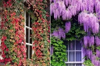 گیاهان چسبنده به دیوار که تو آب و هوای ایران رشدشون عالیه/ برا ایجاد دیوار سبز همیشگی