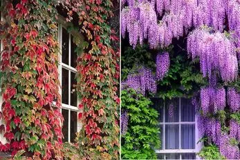 گیاهان چسبنده به دیوار که تو آب و هوای ایران رشدشون عالیه/ برا ایجاد دیوار سبز همیشگی