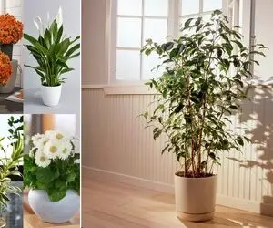 گیاهان آپارتمانی آلرژی زا / گول خوشگلیشونو نخور اگه پوستت جوش میزنه و قرمزه سره ایناس