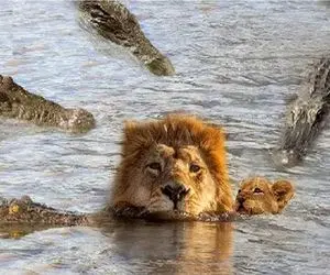 مستند حیات وحش؛ شیر در حال حرکت گرفتار دندان‌های تمساح شد