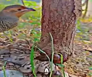 دامداری نوین؛ جوجه ریزا رو مستقل بار میارن غذا نمیدن خودشون باید کرم و حشره پیدا کنن