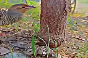 دامداری نوین؛ جوجه ریزا رو مستقل بار میارن غذا نمیدن خودشون باید کرم و حشره پیدا کنن