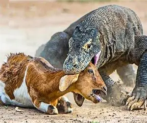 مستند حیات وحش؛ کومودو لات کوچه خلوته هرکی بیاد خفتش میکنه