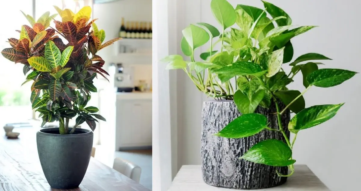 گیاهان آپارتمانی ساده و زیبا