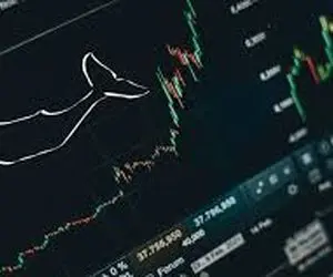 دلیل بیدارشدن نهنگ ها چیست؟