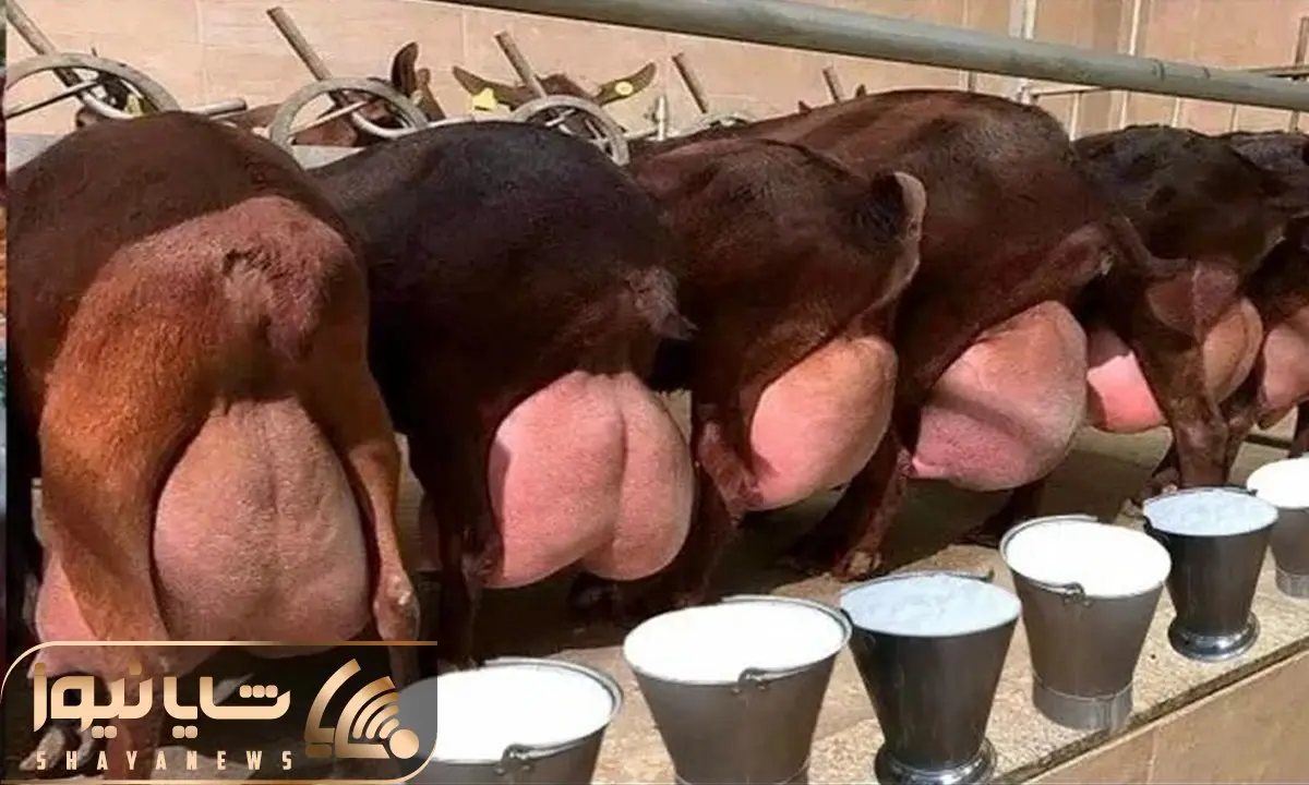 حیوانات غول جثه؛ بزی که رکوردار شیردهی جهان است و هر بار 11 کیلو شیر ازش دوشیده می شه