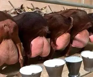 حیوانات غول جثه؛ بزی که رکوردار شیردهی جهان است و هر بار 11 کیلو شیر ازش دوشیده می شه