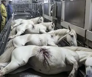 فرآوری اسب؛ شکم اسب سفید محتضر و با تیر سوراخ میکنه رودشو میکشه بیرون کباب شه