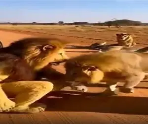 مستند کاوش؛ شیر تعزیه با واقعیاش داداشی شد