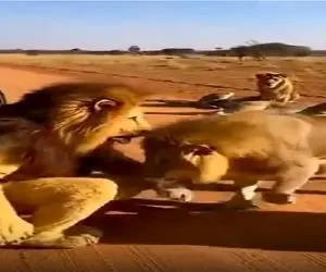 مستند کاوش؛ شیر تعزیه با واقعیاش داداشی شد