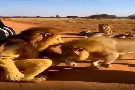 مستند کاوش؛ شیر تعزیه با واقعیاش داداشی شد