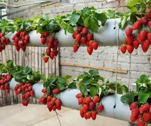 ایده های خلاقانه؛ باغچه نداری تو لوله توت فرنگی بکار بعد از ده روز میوه میده محشر