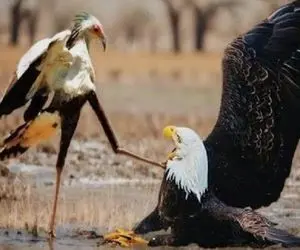 حیات وحش / عقاب دد شیرجه زد برا شکار جانانه پرنده دراز ناز خفتشو چسبید