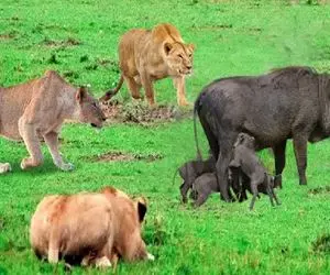 مستند حیات وحش؛ گراز دده طعمه ایه که افتاده تو مثلث جنگی شیر، کفتار و پلنگ ها